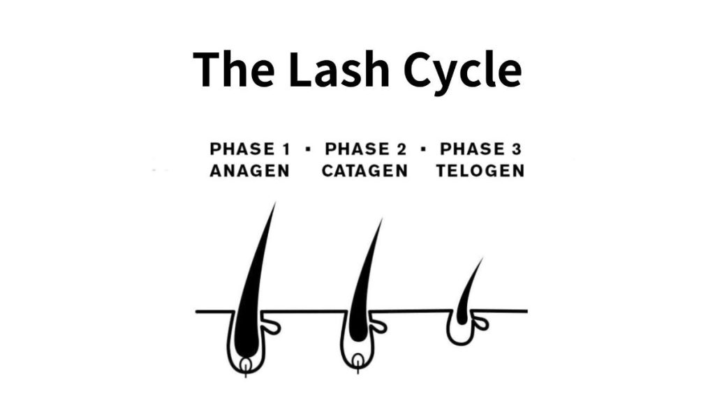 Eyelash Growth Cycle